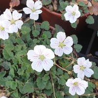 Erodium variabile 'Album'
